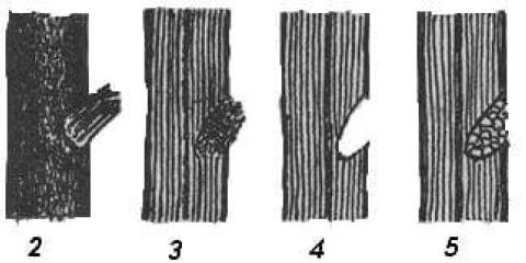Kako zatvoriti udubljenje u stablu jabuke na deblu i kako ga pokriti na voćki